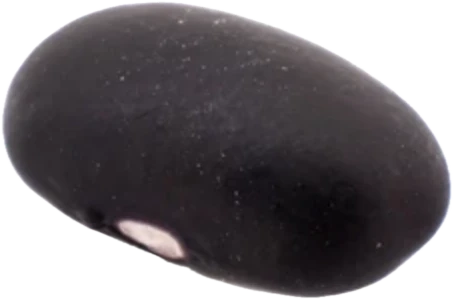 Black Bean