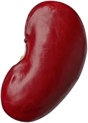 Kidney Bean