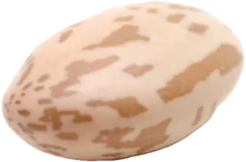 Pinto Bean